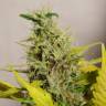 купить семена конопли Mandala #1 regular Mandala Seeds купить семена конопли Mandala #1 regular Mandala Seeds