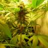 семена конопли наложенным платежом Mandala #1 regular Mandala Seeds семена конопли наложенным платежом Mandala #1 regular Mandala Seeds