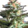 Auto Manti feminised Bang Seeds Auto Manti feminised Bang Seeds