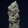 семена конопли кбд сортов Bubba Kush CBD feminised Dinafem Seeds семена конопли кбд сортов Bubba Kush CBD feminised Dinafem Seeds
