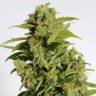 заказ семян конопли Спб Auto Mikromachine feminised Kannabia Seeds заказ семян конопли Спб Auto Mikromachine feminised Kannabia Seeds