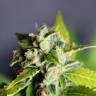 семена конопли Россия Auto Mikromachine feminised Kannabia Seeds семена конопли Россия Auto Mikromachine feminised Kannabia Seeds