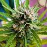 семена конопли недорого Auto Mikromachine feminised Kannabia Seeds семена конопли недорого Auto Mikromachine feminised Kannabia Seeds