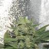 семена конопли Auto Mikromachine feminised Kannabia Seeds семена конопли Auto Mikromachine feminised Kannabia Seeds