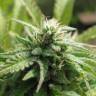 заказать на сайте семена конопли Royal Flush feminised Nirvana Seeds заказать на сайте семена конопли Royal Flush feminised Nirvana Seeds