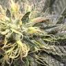 семена конопли недорого OG Kush feminised Reserva Privada семена конопли недорого OG Kush feminised Reserva Privada