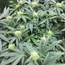 купить семена конопли OG Kush feminised Reserva Privada купить семена конопли OG Kush feminised Reserva Privada