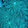 семена конопли Россия OG Kush feminised Reserva Privada семена конопли Россия OG Kush feminised Reserva Privada