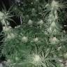 заказ семян конопли Спб OG Kush feminised Reserva Privada заказ семян конопли Спб OG Kush feminised Reserva Privada