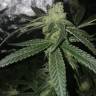 заказ семян конопли Москва OG Kush feminised Reserva Privada заказ семян конопли Москва OG Kush feminised Reserva Privada