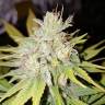 семена конопли для выращивания Strawberry AKeil feminised Serious Seeds семена конопли для выращивания Strawberry AKeil feminised Serious Seeds