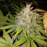 семена конопли марихуаны Strawberry AKeil feminised Serious Seeds семена конопли марихуаны Strawberry AKeil feminised Serious Seeds