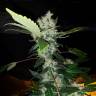 семена конопли элитных сортов Strawberry AKeil feminised Serious Seeds семена конопли элитных сортов Strawberry AKeil feminised Serious Seeds