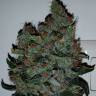 семена конопли аутдор Strawberry AKeil feminised Serious Seeds семена конопли аутдор Strawberry AKeil feminised Serious Seeds