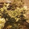 семена конопли в интернете Strawberry AKeil feminised Serious Seeds семена конопли в интернете Strawberry AKeil feminised Serious Seeds