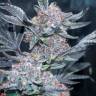 Семя Tropicana Cookies feminised Ganja Seeds заказать Семя Tropicana Cookies feminised Ganja Seeds заказать