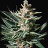 Семя Tropicana Cookies feminised Ganja Seeds купить Семя Tropicana Cookies feminised Ganja Seeds купить