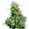 семена конопли курьером Super Critical Kali Haze feminised семена конопли курьером Super Critical Kali Haze feminised