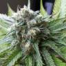 мощные семена конопли Super Critical Kali Haze feminised мощные семена конопли Super Critical Kali Haze feminised