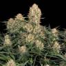 как выращивать коноплю Original Skunk #1 feminised как выращивать коноплю Original Skunk #1 feminised