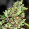 сканковые сорта конопли Original Skunk #1 feminised сканковые сорта конопли Original Skunk #1 feminised