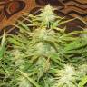 семена конопли Auto Medeo feminised Bang Seeds семена конопли Auto Medeo feminised Bang Seeds