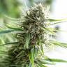 семена конопли Critical Mass CBD feminised Dinafem Seeds семена конопли Critical Mass CBD feminised Dinafem Seeds