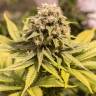 качественные семена конопли цбд сортов Critical Mass CBD feminised Dinafem Seeds качественные семена конопли цбд сортов Critical Mass CBD feminised Dinafem Seeds