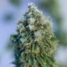 семена конопли динафем Critical Mass CBD feminised Dinafem Seeds семена конопли динафем Critical Mass CBD feminised Dinafem Seeds