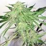 семена конопли с доставкой Dutch Cheese feminised Dutch Passion Seeds семена конопли с доставкой Dutch Cheese feminised Dutch Passion Seeds