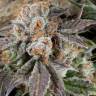 семена индийской конопли Dutch Cheese feminised Dutch Passion Seeds семена индийской конопли Dutch Cheese feminised Dutch Passion Seeds