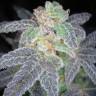 заказ семян конопли Purple OG #18 feminised Reserva Privada заказ семян конопли Purple OG #18 feminised Reserva Privada