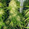 доставка семян конопли White Diesel Haze feminised доставка семян конопли White Diesel Haze feminised