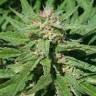 семена конопли для посадки купить Rishi Kush regular Mandala Seeds семена конопли для посадки купить Rishi Kush regular Mandala Seeds
