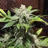 семена конопли курьером Rishi Kush regular Mandala Seeds семена конопли курьером Rishi Kush regular Mandala Seeds