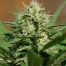 семена конопли недорого Auto Shalkar feminised Bang Seeds семена конопли недорого Auto Shalkar feminised Bang Seeds