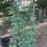 семена конопли Спб Auto Blue Cheese feminised Barneys Farm семена конопли Спб Auto Blue Cheese feminised Barneys Farm
