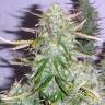 семена конопли f1 в оригинальной упаковке Gagarin Haze feminised Dutch Passion Seeds семена конопли f1 в оригинальной упаковке Gagarin Haze feminised Dutch Passion Seeds