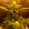 семена конопли Москва Afrodite feminised Kannabia Seeds семена конопли Москва Afrodite feminised Kannabia Seeds