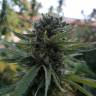 семена индийской конопли Afrodite feminised Kannabia Seeds семена индийской конопли Afrodite feminised Kannabia Seeds