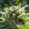 семена конопли Спб Afrodite feminised Kannabia Seeds семена конопли Спб Afrodite feminised Kannabia Seeds