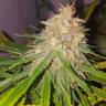 мощные семена конопли Lemon OG Candy feminised Philosopher Seeds мощные семена конопли Lemon OG Candy feminised Philosopher Seeds