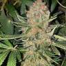 семена конопли в фирменной упаковке Lemon OG Candy feminised Philosopher Seeds семена конопли в фирменной упаковке Lemon OG Candy feminised Philosopher Seeds