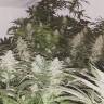 семена конопли f1 в оригинальной упаковке Lemon OG Candy feminised Philosopher Seeds семена конопли f1 в оригинальной упаковке Lemon OG Candy feminised Philosopher Seeds