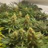 семена сортовой конопли Lemon OG Candy feminised Philosopher Seeds семена сортовой конопли Lemon OG Candy feminised Philosopher Seeds