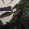хорошие семена конопли Purple Wreck feminised Reserva Privada хорошие семена конопли Purple Wreck feminised Reserva Privada