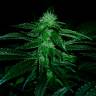 семена конопли феминизированные OG Kush feminised семена конопли феминизированные OG Kush feminised