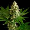 урожайные семена конопли OG Kush feminised урожайные семена конопли OG Kush feminised