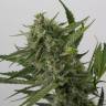 где заказать семена конопли OG Kush feminised где заказать семена конопли OG Kush feminised