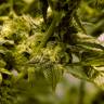 семена конопли индика White Skunk #1 feminised семена конопли индика White Skunk #1 feminised